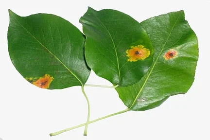 Rust Tree Australia Rash Tree Rusts: Spotting & Treating | RHS Advice