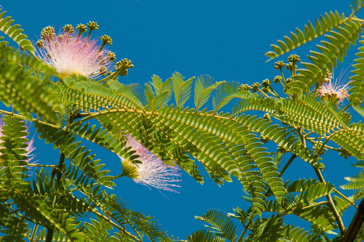 A close up of a plant