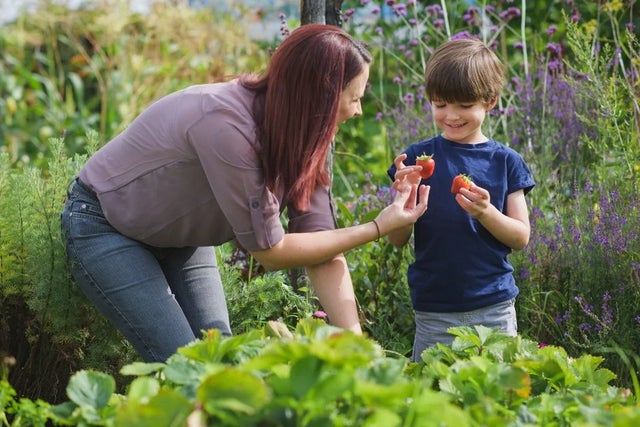 Beginner’s guide to gardening