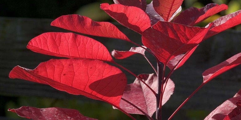 Buy cotinus from RHSplants.co.uk