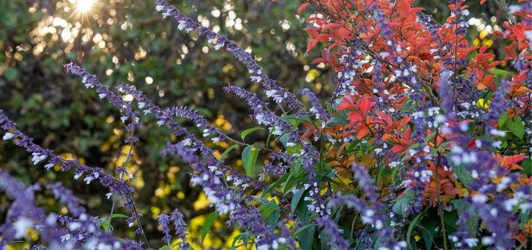10 award-winning late-flowering perennials