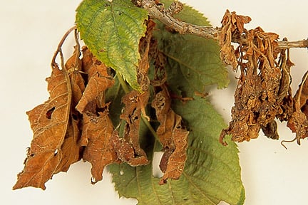Flower Balling: Causes & Prevention | RHS Advice