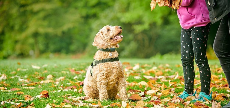 Dog-friendly RHS Partner Gardens to enjoy all year round