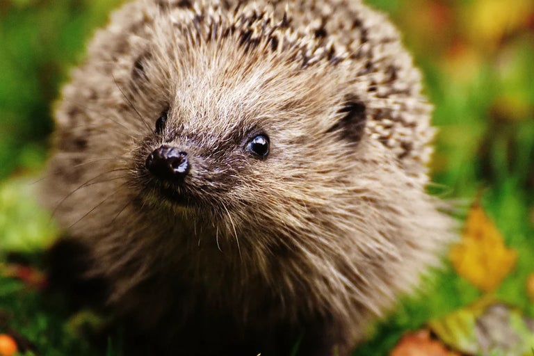 Wildlife gardening