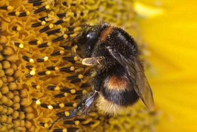 RHS Plants for Pollinators