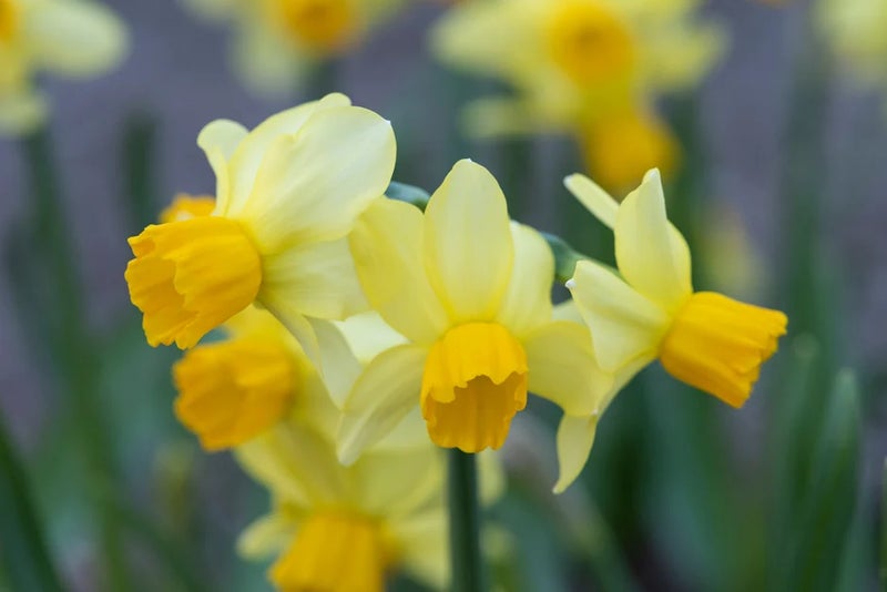 Lovely in small gardens
