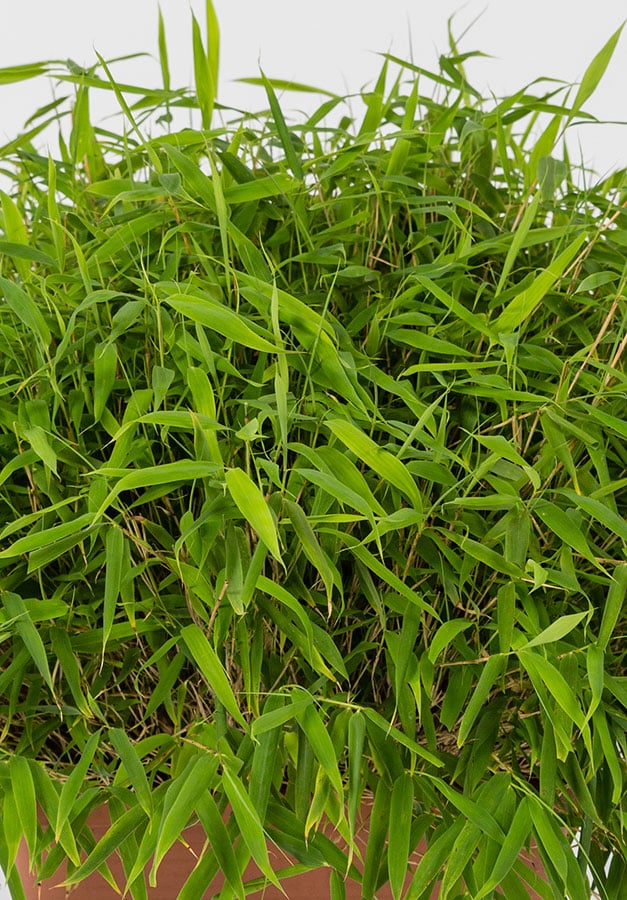 A small non-invasive bamboo for ground cover