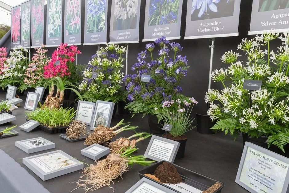 Hoyland Plant Centre
