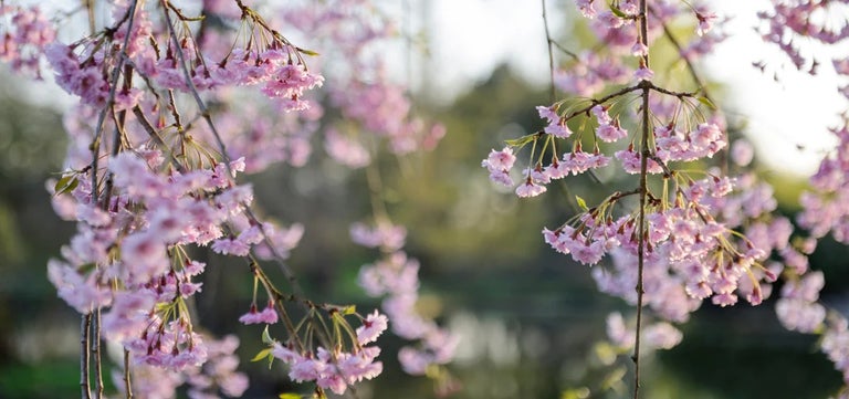 Flowering cherry trees for small gardens