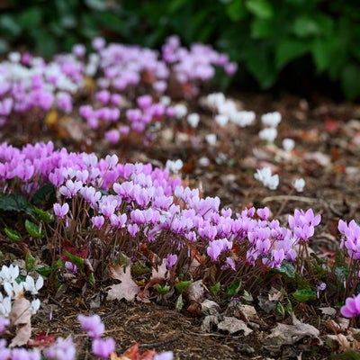 Cyclamen growing under the shade of a tree