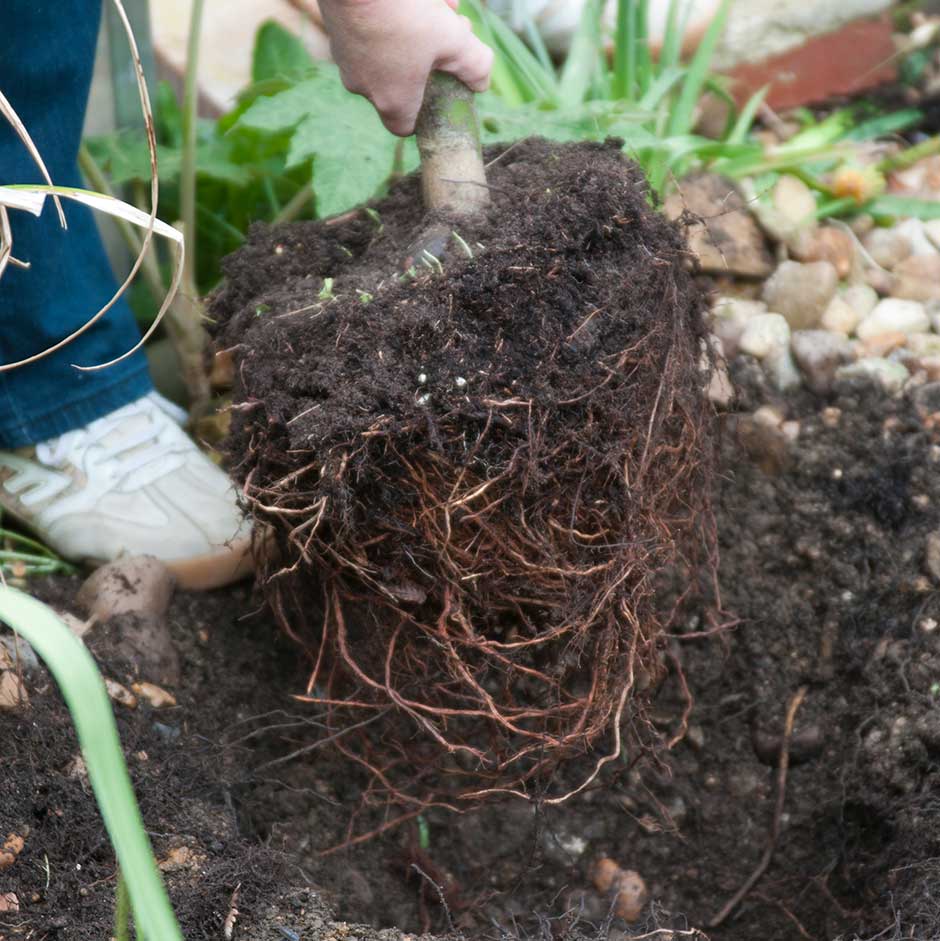 Planting a pot bound tree