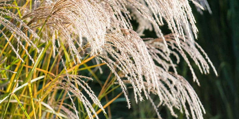 Buy miscanthus from RHSplants.co.uk