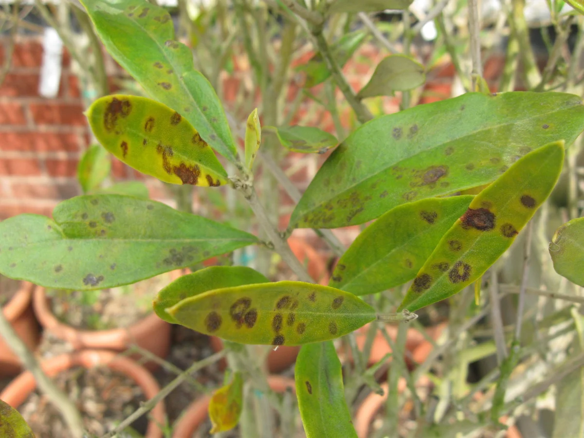 Olive scab. Image: John Scrace