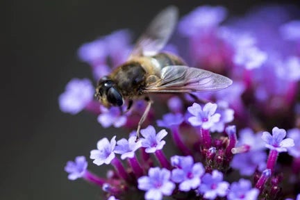 Plants for hoverflies