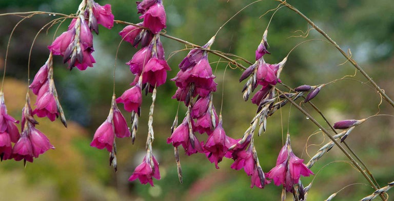 Dierama