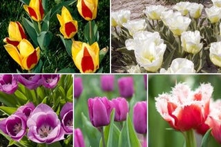 How to grow tulips / RHS Growing Guide