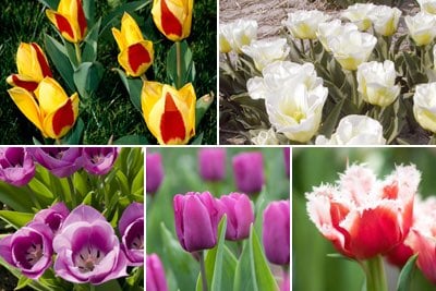 Tulips by flowering period