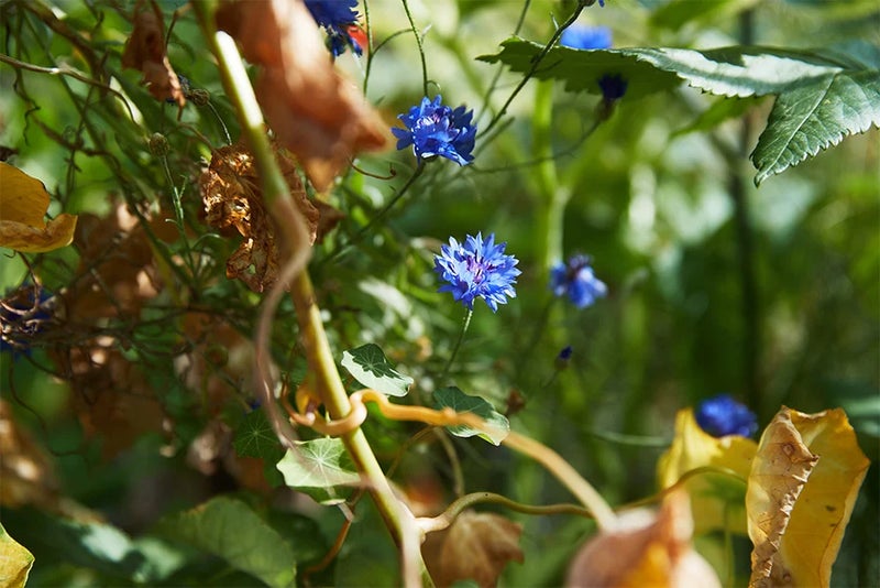 3. Centaurea cyanus (cornflower)