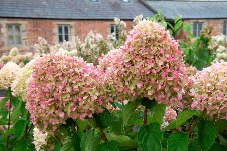 <i>Hydrangea paniculata</i> trial results 