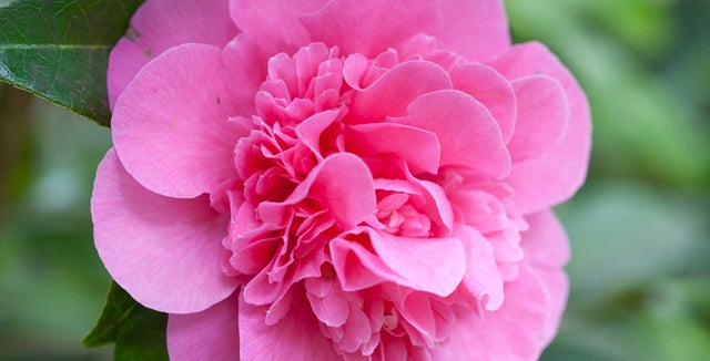 Spring-flowering camellias