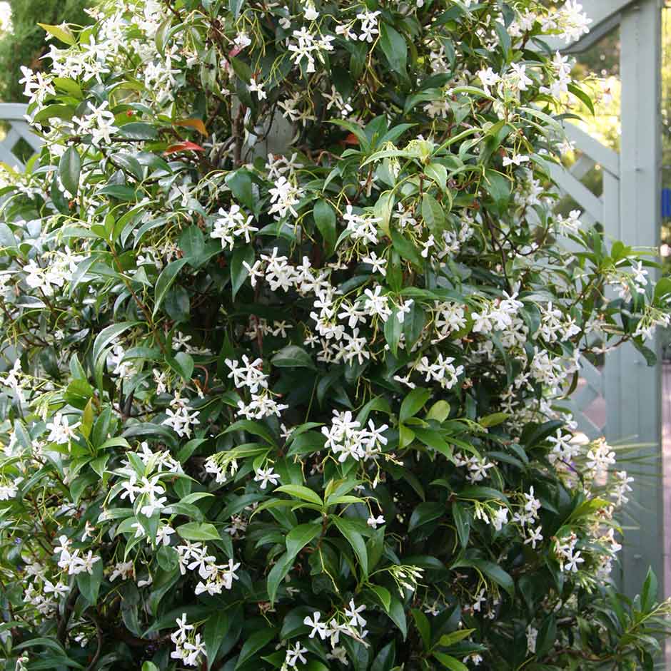 Plants for screening: Trachelospermum jasminoides