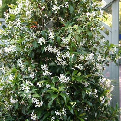 Plants for screening: <i>Trachelospermum jasminoides</i>