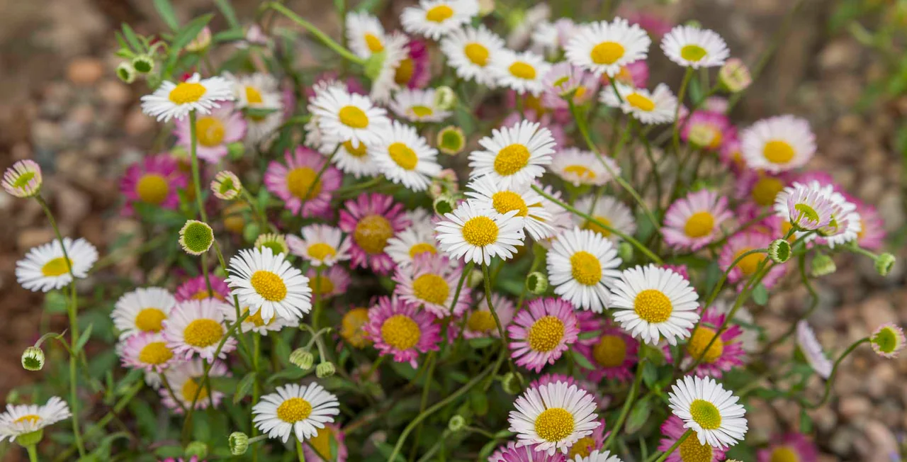 Erigeron