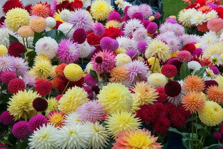 National Dahlia Society