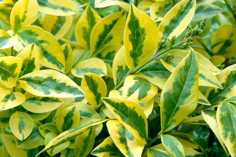 Golden privet