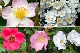 Roses (Rosa) / RHS Plant Guide