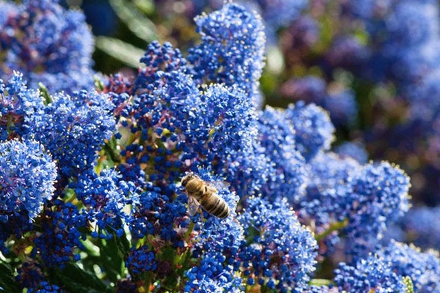 RHS Plants for Pollinators
