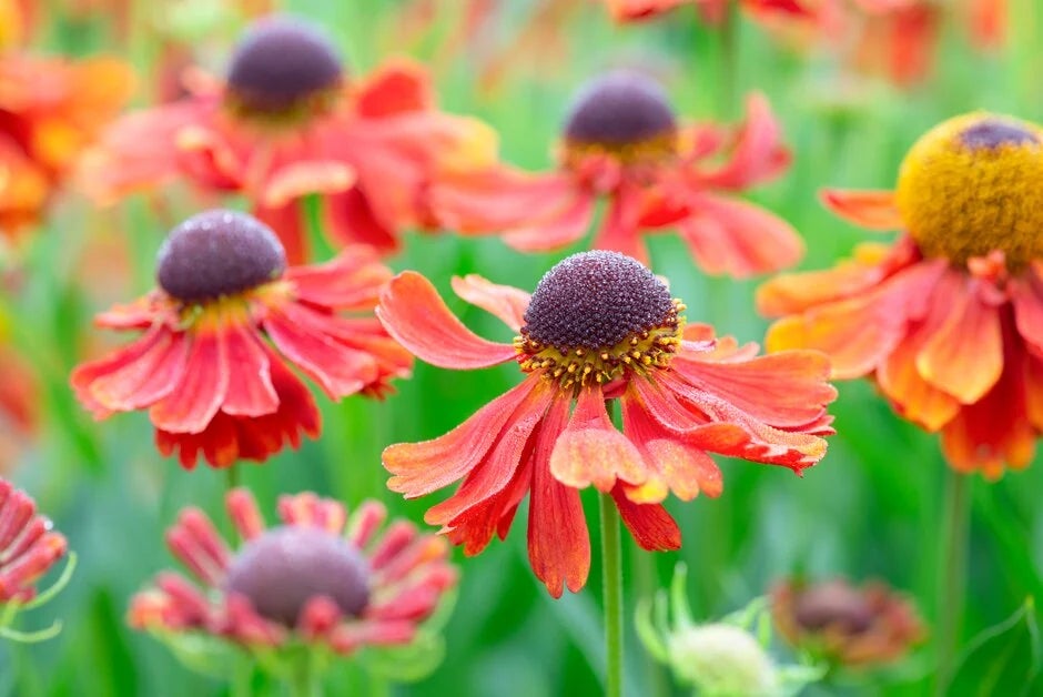Have your say: how have your plants responded to the heatwaves?