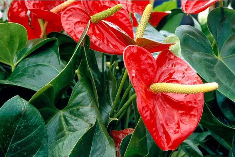 Flamingo flowers