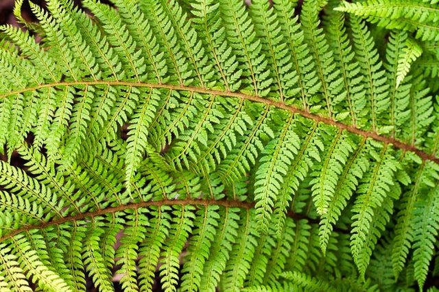 RHS Plant Finder – <em>Polystichum</em>