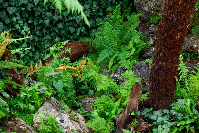 What to do with a dark corner in your garden