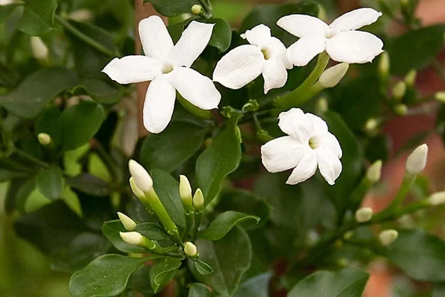 Climbers to add an exotic touch