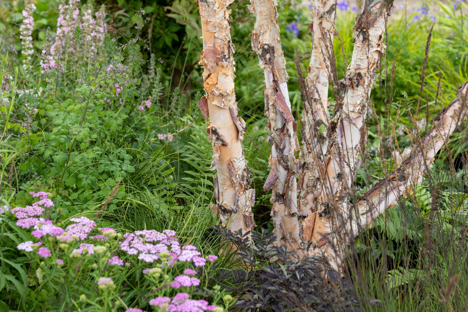 The RHS Pollywiggle Garden