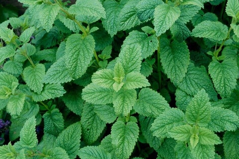 How to grow Lemon balm | RHS Guide