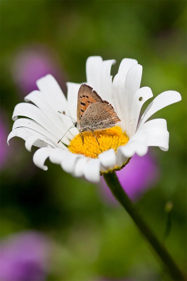 Butterfly on ox-eye daisy