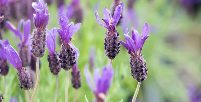 Learn about lavender