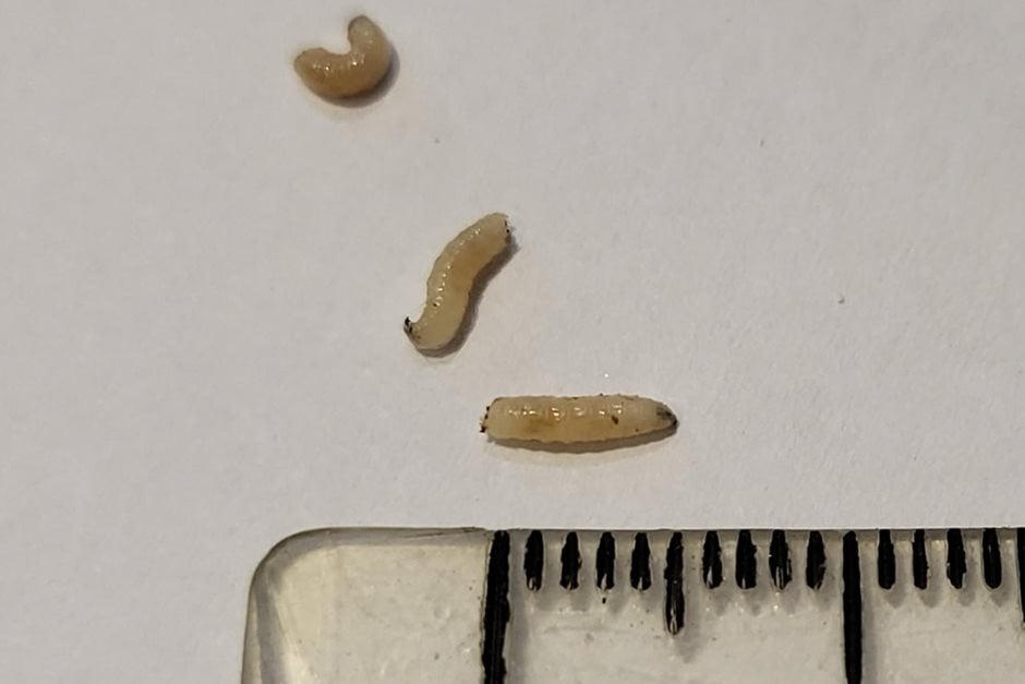 Cabbage root fly | RHS Advice