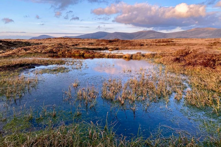 Everything you need to know about peat-free gardening