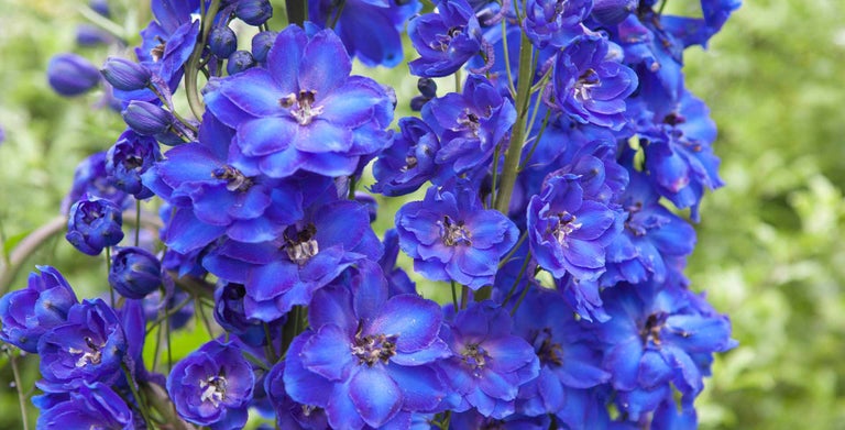 Perennial delphiniums