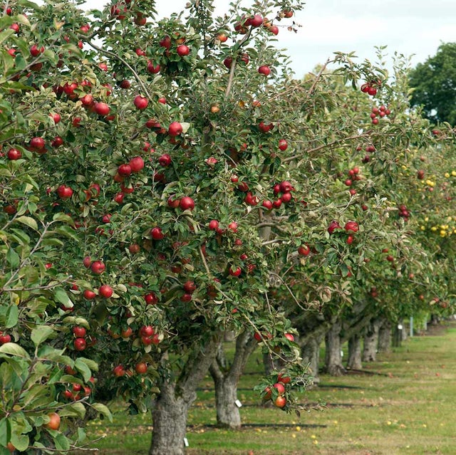 Apple trees at RHS Wisley