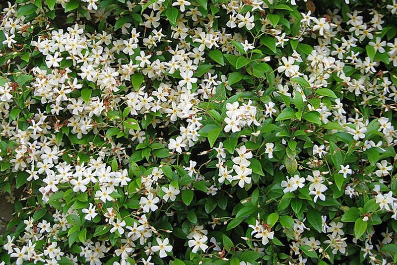 Stars in their multitude