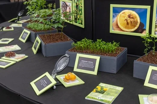 Jurassic Plants Trading Ltd