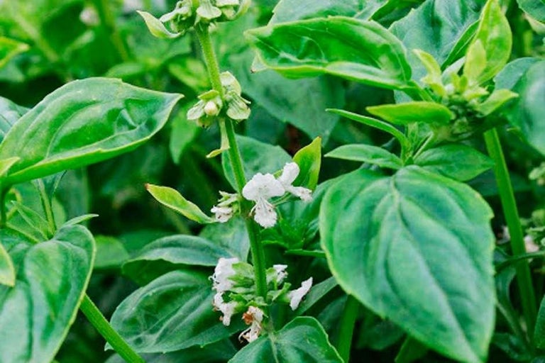 Buy basil at RHSplants.co.uk
