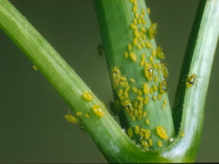 Ants in the Garden: Helpful or Harmful? | RHS Advice