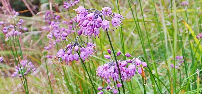 10 award-winning autumn bulbs