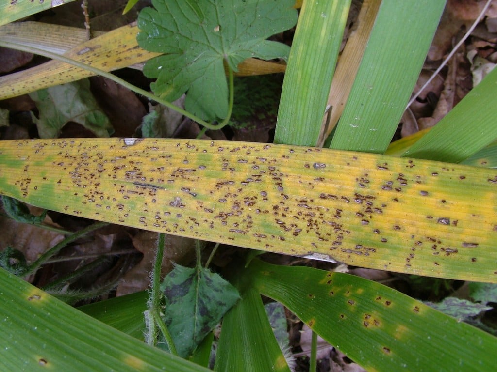 Buddleja Rust Rust diseases: Symptoms & Control | RHS Advice